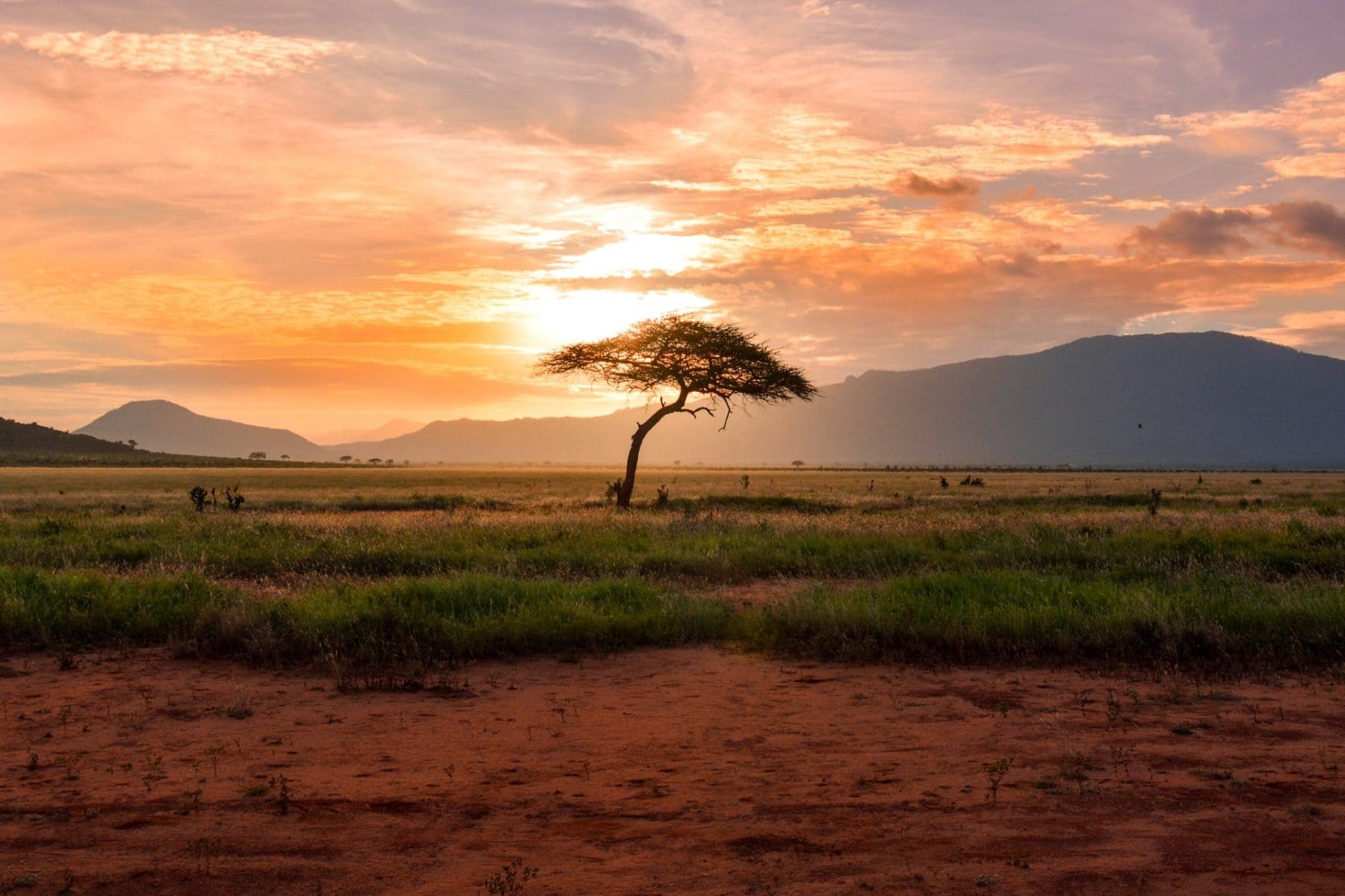 This image shows the east African savannah the birthplace of humans.