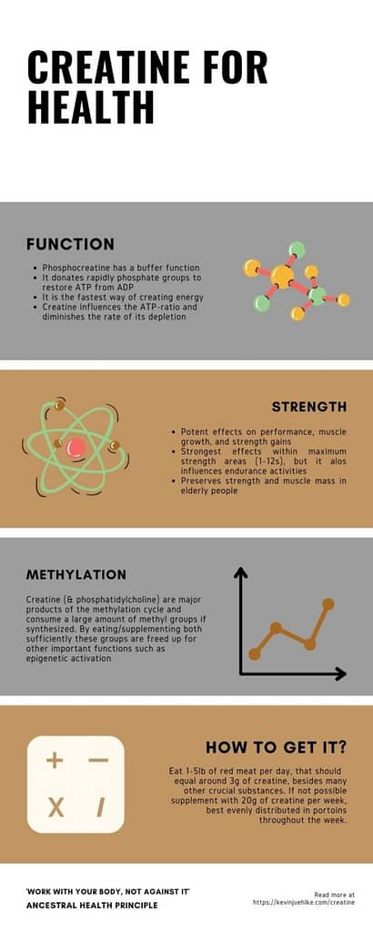 This infographic displays the roles of  creatine within your body, from methylation, to muscular strength, and its biochemistry.